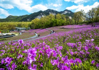 Bul-am-san Royal azalea Festival - photo1