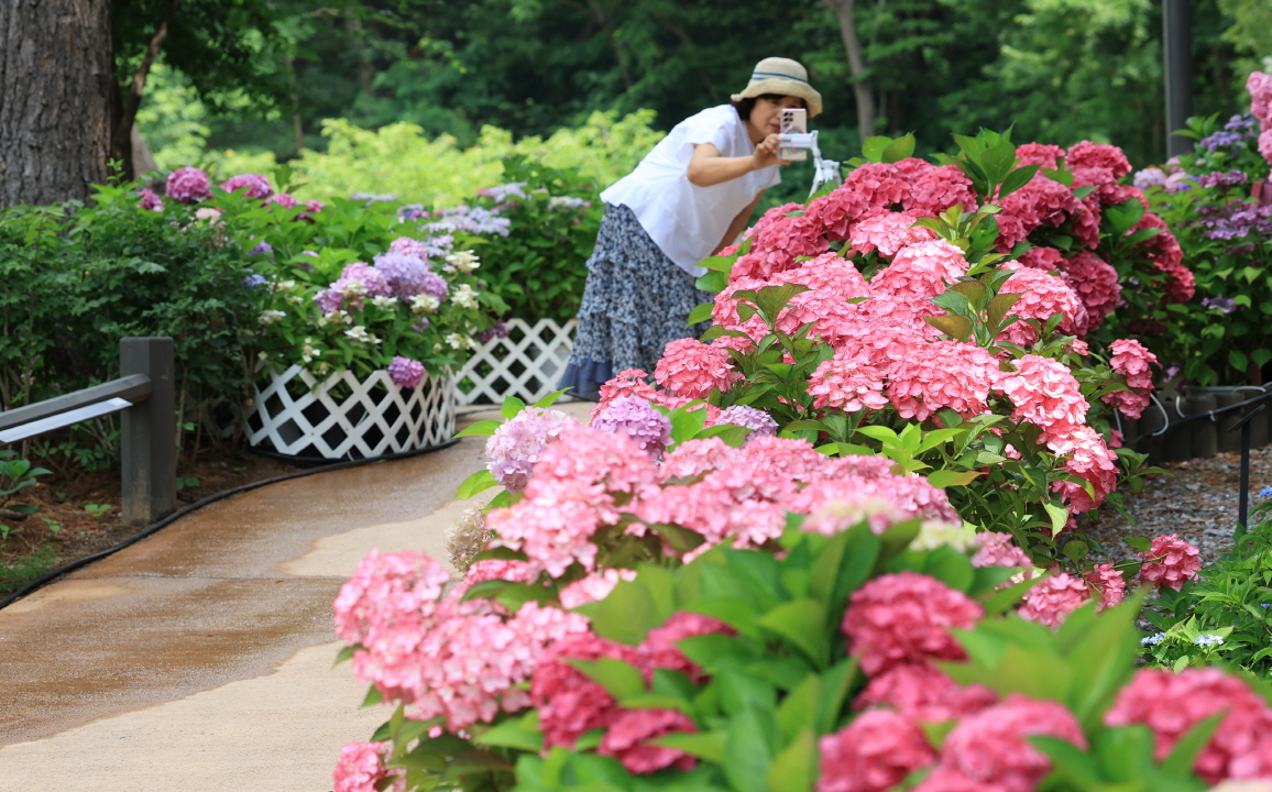 수국정원 조성 이미지